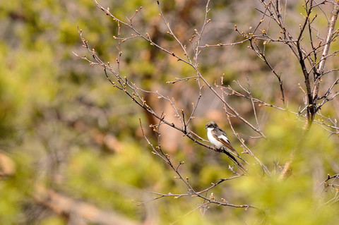 Gobemouche noir - Ficedula hypoleuca - mâle