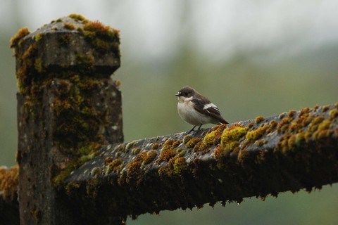 Gobemouche noir - Ficedula hypoleuca - mâle