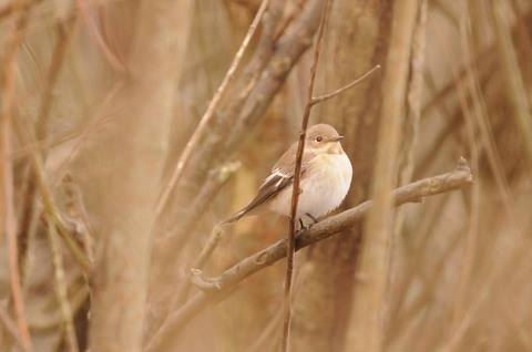 Gobemouche noir - Ficedula hypoleuca