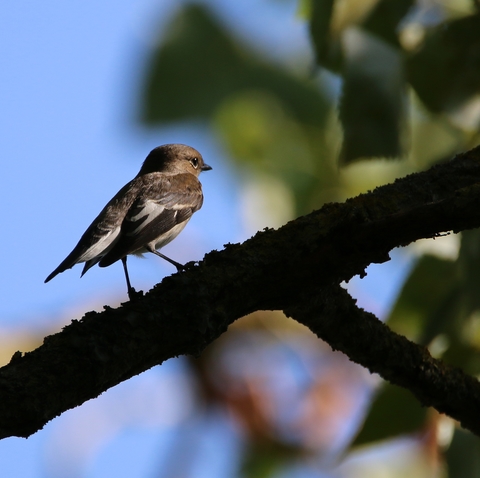 Gobemouche noir