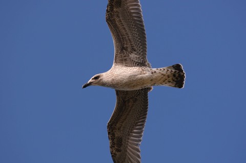 Goéland argenté - Larus argentatus - juvénile