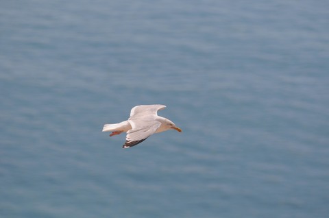 Goéland argenté - Larus argentatus