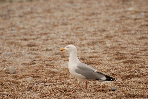 Goéland argenté - Larus argentatus