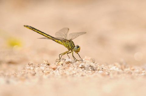 Gomphe gentil - Gomphus pulchellus