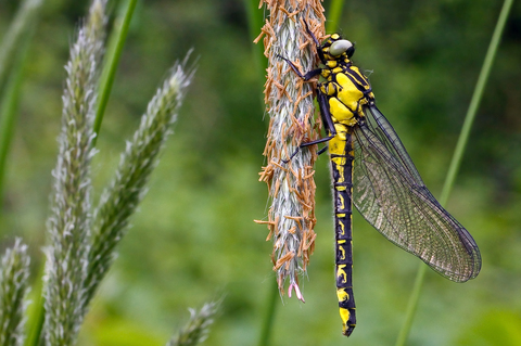 Gomphus vulgatissimus femelle