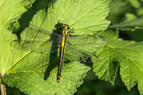 Gomphus vulgatissimus, le Gomphe vulgaire