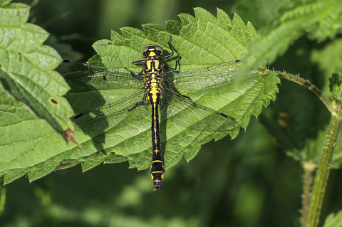 Gomphus vulgatissimus, le Gomphe vulgaire