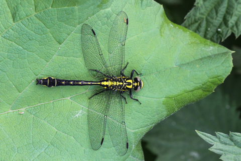 Gomphus vulgatissimus, le Gomphe vulgaire