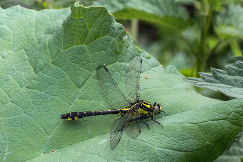 Gomphus vulgatissimus, le Gomphe vulgaire