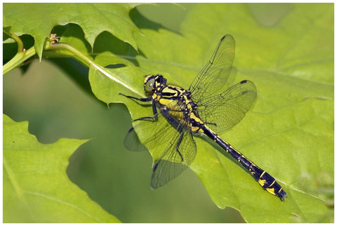 Gomphus vulgatissimus