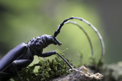 Grand capricorne du chêne