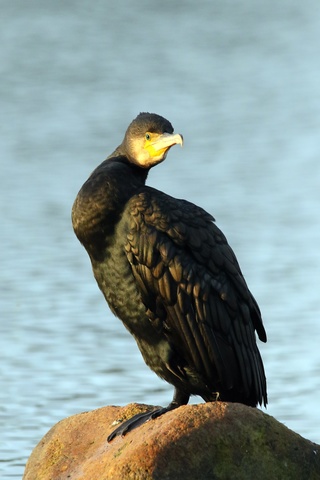 Grand Cormoran