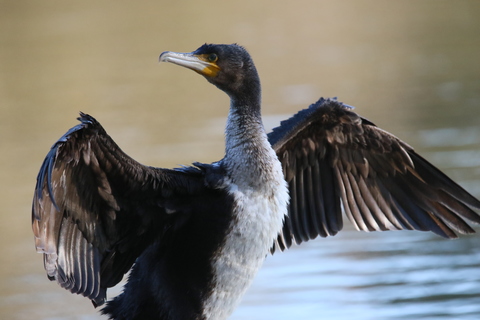 Grand Cormoran