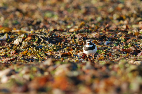 Grand Gravelot - Charadrius hiaticula