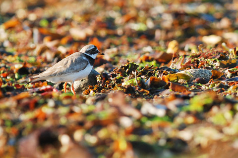 Grand Gravelot - Charadrius hiaticula