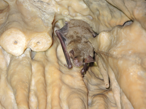 Grand murin (Myotis myotis) - hibernation