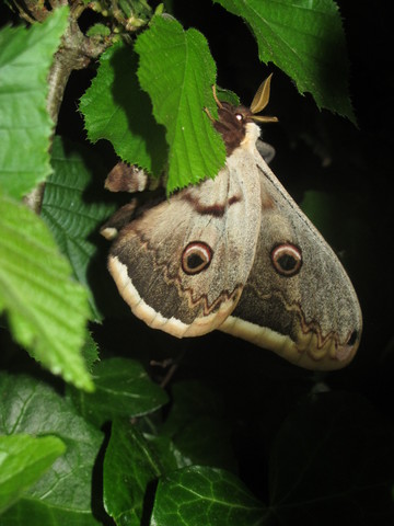 Grand Paon de nuit mâle vu de profil