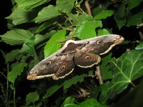 Grand Paon de nuit mâle