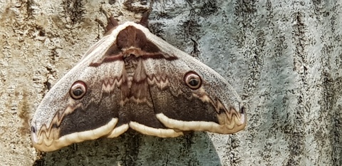 Grand paon de nuit (Saturnia pyri) posé à la base sud ensoleillé d'un tronc de Noyer commun (L. Mauchamp)