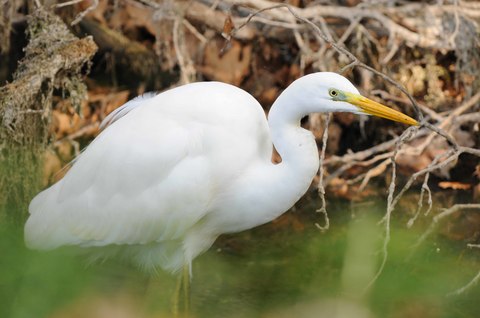 Grande aigrette - Ardea alba