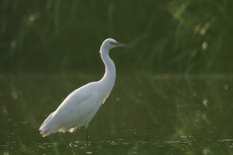 Grande aigrette - Ardea alba
