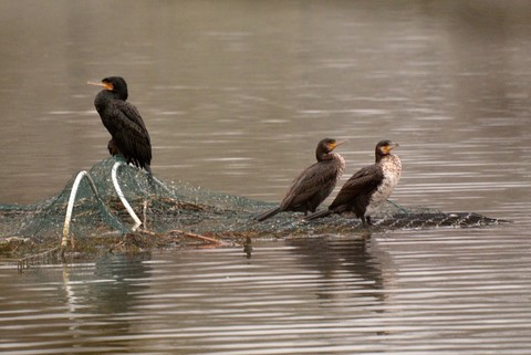 Grands cormorans (Phalacrocorax carbo)