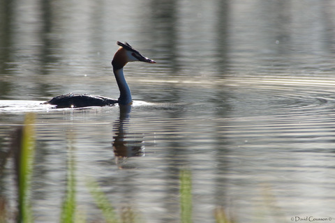 Grèbe huppé - Podiceps crista