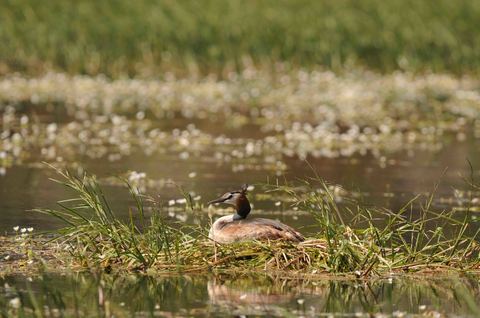 Grèbe huppé - Podiceps cristatus