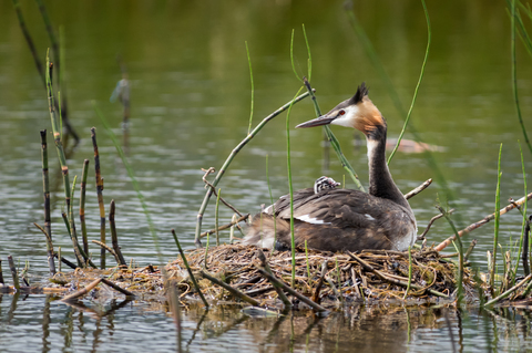Grèbe huppé (Podiceps cristatus)