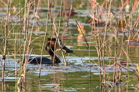 Grèbe huppé - Podiceps crista