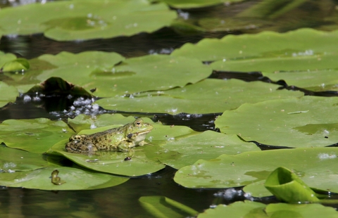 Grenouille verte