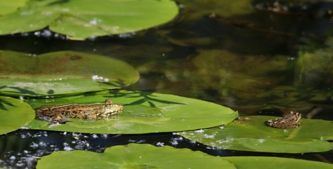 Grenouille verte