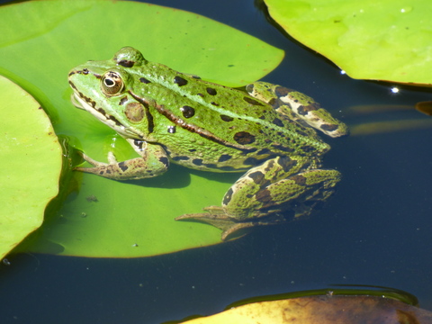 grenouille