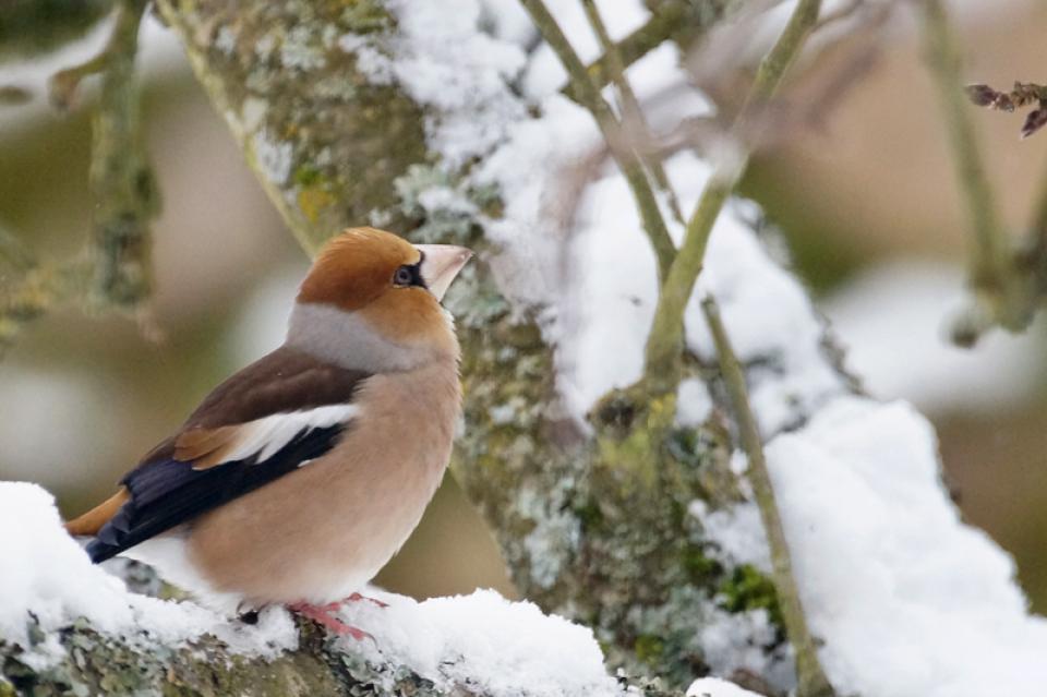 Oiseaux indigènes forestiers: Le Grosbec casse-noyaux