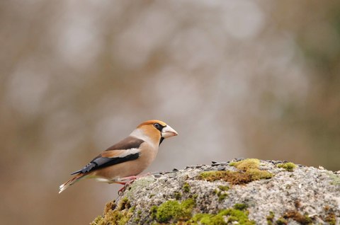 Grosbec casse-noyaux - Coccothraustes coccothraustes