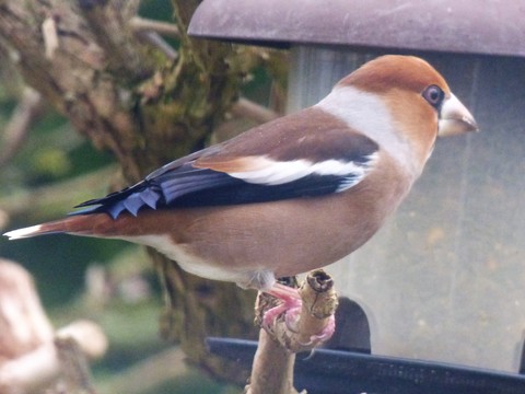 Grosbec casse-noyaux - Coccothraustes coccothraustes