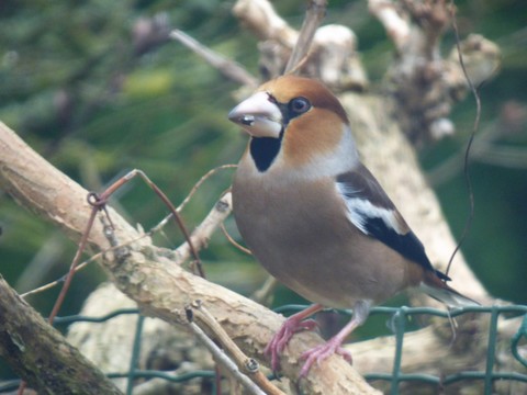 Grosbec casse-noyaux - Coccothraustes coccothraustes