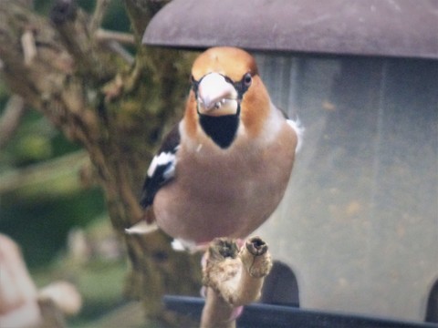 Grosbec casse-noyaux - Coccothraustes coccothraustes