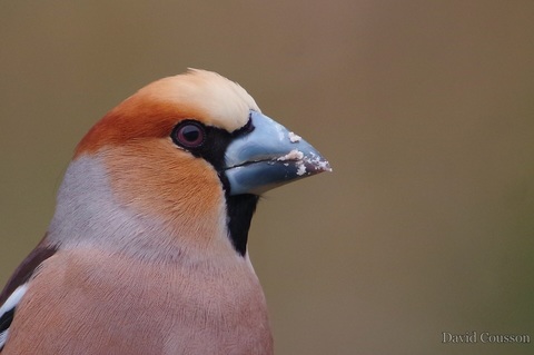 Grosbec casse-noyaux - Coccothraustes coccothraustes