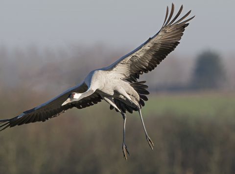 Grue en vol