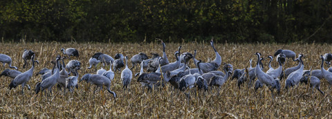 Grus grus