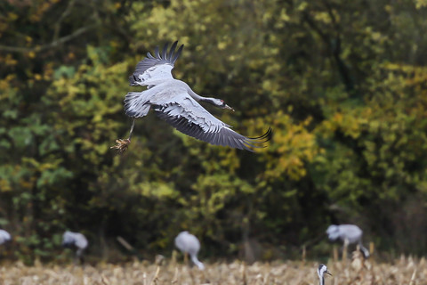 Grus grus