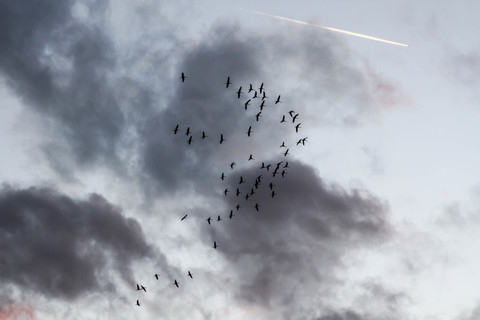 Grus grus