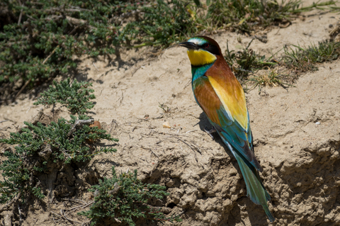 Guêpier d'Europe (Merops apiaster)