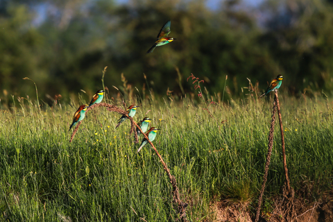 Guêpier d'Europe - Merops apiaster