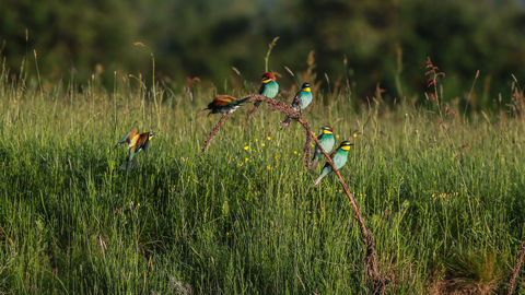 Guêpier d'Europe - Merops apiaster