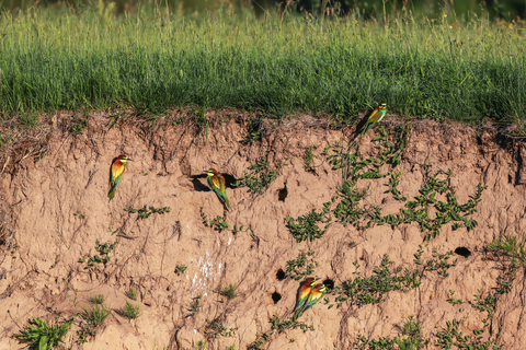 Guêpier d'Europe - Merops apiaster