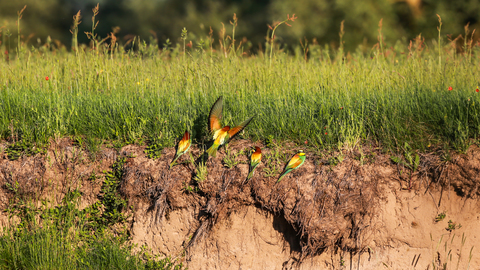 Guêpier d'Europe - Merops apiaster