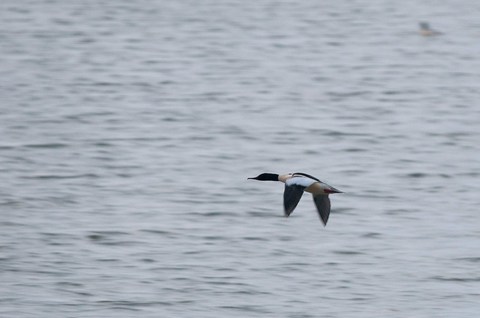 Harle bièvre - Mergus merganser - mâle