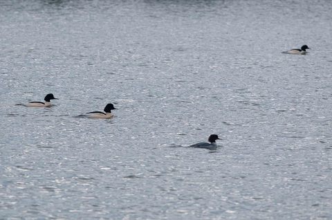 Harle bièvre - Mergus merganser
